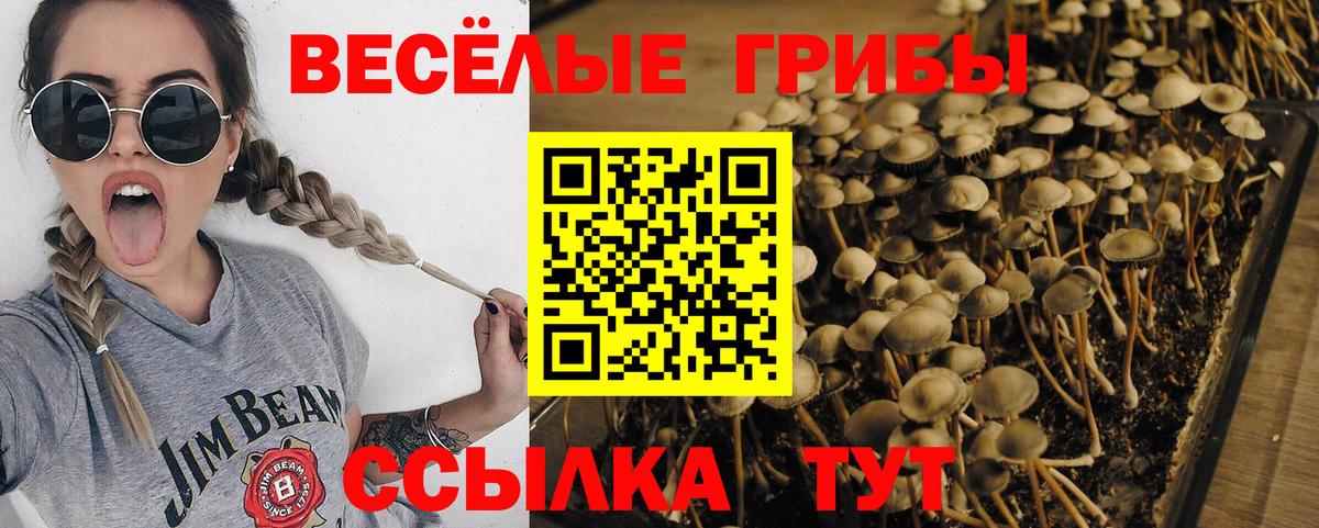 Железноводск  Галлюциногенные грибы прущие грибы  Вход с VPN 