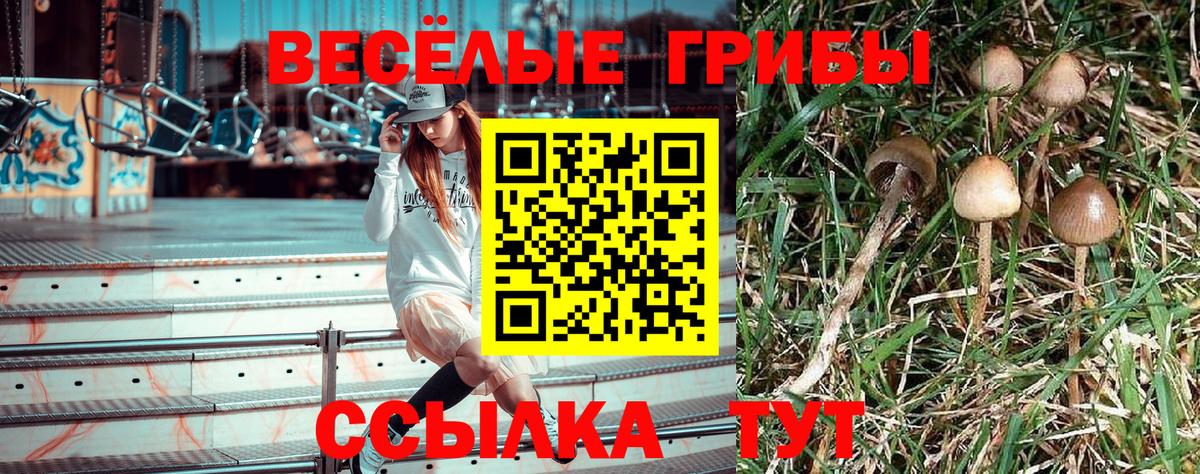 Галлюциногенные грибы Psilocybe Железноводск